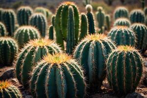 cacto plantas dentro a deserto foto