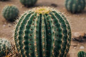 cacto plantas dentro a deserto foto