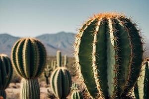 cacto plantas dentro a deserto foto