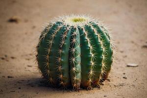 cacto plantas dentro a deserto foto