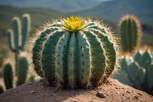 uma cacto plantar é mostrando dentro uma deserto meio Ambiente foto