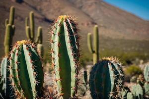 uma cacto plantar é mostrando dentro uma deserto meio Ambiente foto