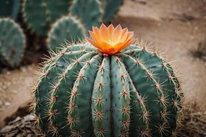 uma cacto plantar é mostrando dentro uma deserto meio Ambiente foto