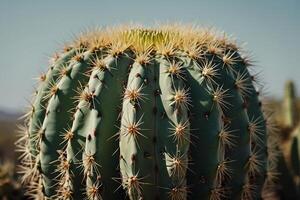 uma cacto plantar é mostrando dentro uma deserto meio Ambiente foto