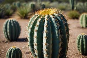 uma cacto plantar é mostrando dentro uma deserto meio Ambiente foto