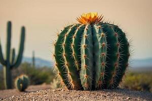 uma cacto plantar é mostrando dentro uma deserto meio Ambiente foto