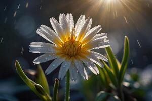 flor é dentro a chuva com gotas do água foto