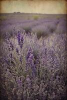 ai gerado lavanda campo, França, Provença, França, lavanda, lavanda campo foto