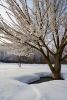 ai gerado uma árvore com branco flores dentro a neve foto
