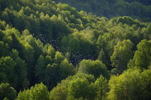pássaros vôo sobre uma floresta com árvores e montanhas foto