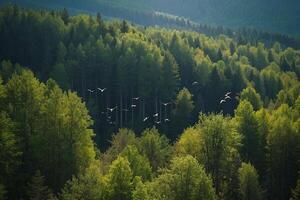 pássaros vôo sobre uma floresta com árvores e montanhas foto