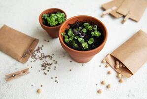 panelas com vários legumes mudas. foto