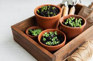 panelas com vários legumes mudas. foto