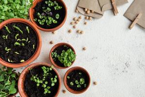 panelas com vários legumes mudas. foto