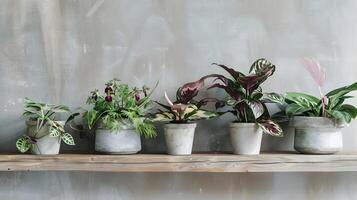 belas arranjado variedade do em vaso interior plantas em de madeira estante criando uma sereno e acolhedor ambiente foto