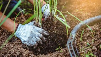 mulheres asiáticas sendo cavar o chão plantando capim-limão. horta vegetal. foto