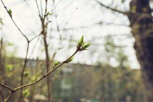 brotamento jovem lilás folhas em uma galho em uma ensolarado Primavera dia foto