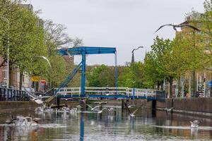 cova haag dentro a Países Baixos foto