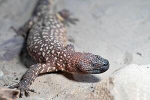 mexicano frisado lagarto, helodermia horrível foto