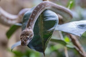 central australiano tapete Pitão, Morelia Bredli foto