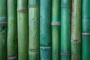 grupo do verde bambu postes com natural marcações foto