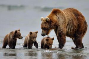 Castanho Urso mãe pescaria com filhotes de água. foto