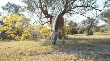 família do cavalos mastigar pasto e em repouso perto árvores e arbustos foto