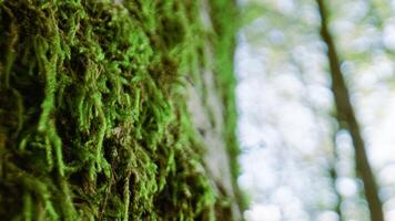 musgo dentro a árvore perto uma floresta dentro Calbria foto