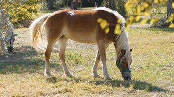 lindo cavalos pacificamente comendo Relva dentro uma campo dentro Calabria foto