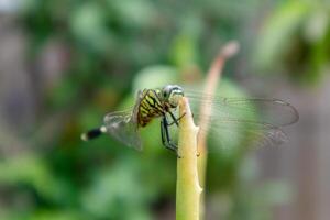 uma libélula empoleirado em a gorjeta do a aloés vera plantar folha foto