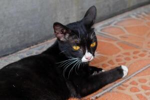 uma Preto gato relaxante em a chão foto