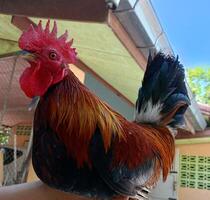 lindo colorida selvagem galinhas dentro Tailândia foto