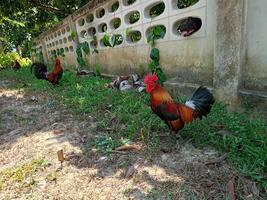 lindo colorida selvagem galinhas dentro Tailândia foto