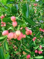 frutas com Vitamina c benefícios dentro tailandês jardins foto