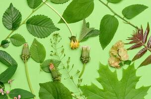 murcha dente de leão e vários folhas e flores em uma verde fundo, topo visualizar. foto