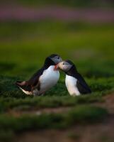 dois papagaios-do-mar em pé lado de lado dentro a Relva lado de fora seus tocas. foto