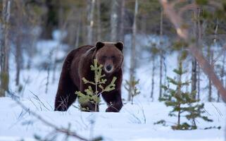 cenário do uma grande Castanho Urso foto