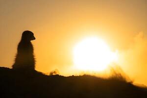 uma pássaro é empoleirado em uma árvore ramo dentro frente do a Sol foto