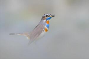 uma pássaro com uma azul e laranja bico em pé dentro a névoa foto