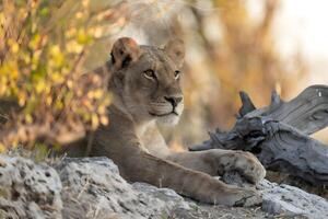 leoa, Chobe nacional parque, botsuana foto