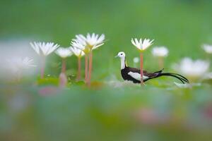 uma pássaro é em pé dentro frente do alguns flores foto