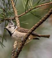 uma pássaro com uma moicano empoleirado em uma ramo foto