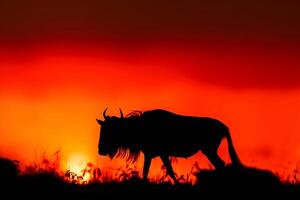 GNU às pôr do sol, serengeti nacional parque, Quênia foto