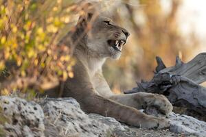 leoa, Chobe nacional parque, botsuana foto