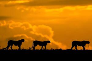 quatro chitas caminhando dentro a pôr do sol foto