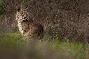 uma lince é caminhando através uma campo foto