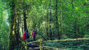 casais viajando, relaxe no inverno. viagem a pé para estudar a natureza na floresta tropical. no angka, chiangmai, na tailândia. foto