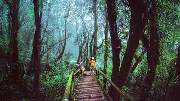 amante homem asiático e mulheres asiáticas viajam pela natureza. estudo da natureza na floresta tropical em chiangmai, na tailândia. foto