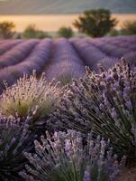 lavanda campo dentro Provença, França. lavanda flores às pôr do sol. foto