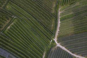 vista superior das plantações de maçã trentino na itália foto